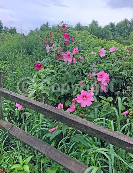 Red blooms; White blooms; Pink blooms; Deciduous; North American Native