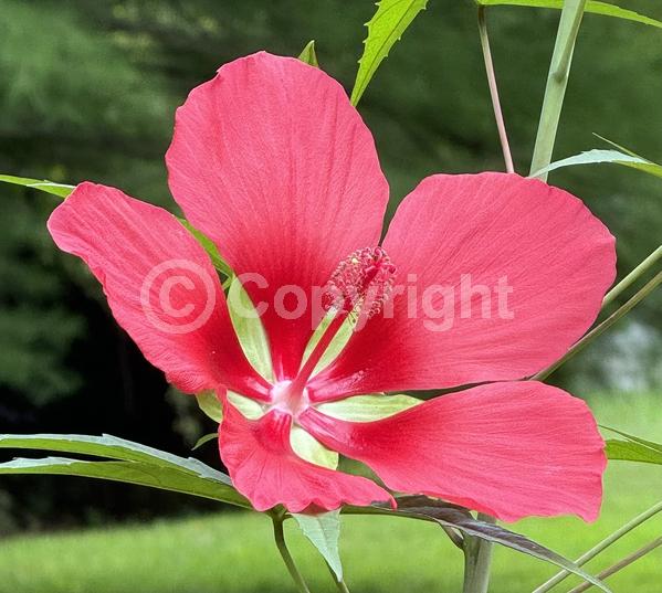 Red blooms; Deciduous; North American Native