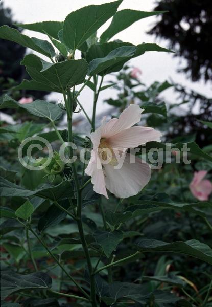 White blooms; Pink blooms; North American Native