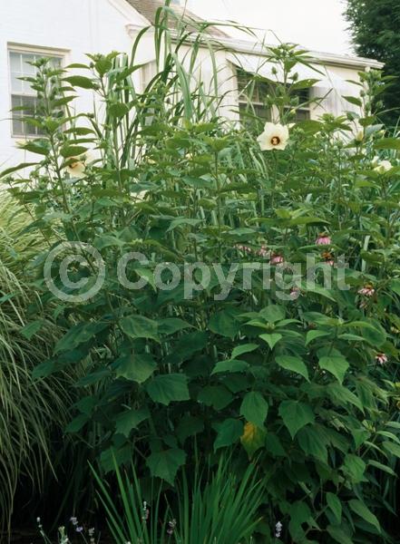 White blooms; Pink blooms; North American Native