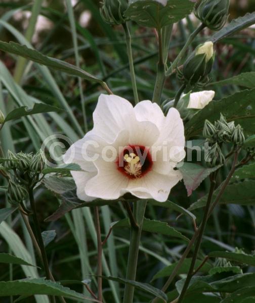 White blooms; Pink blooms; North American Native