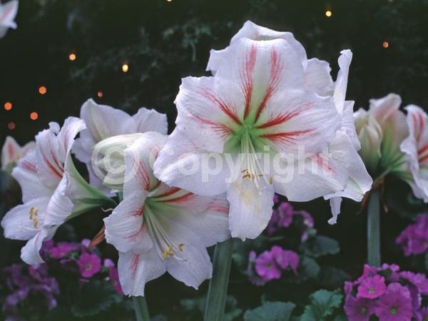 White blooms; Evergreen; Semi-evergreen; Needles or needle-like leaf