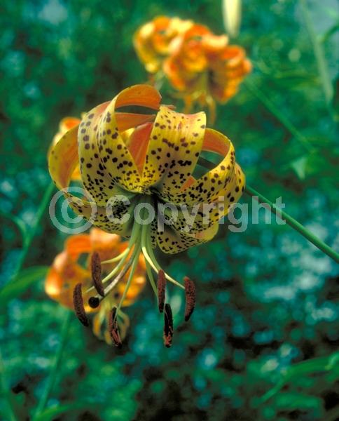 Orange blooms; Deciduous; Broadleaf; North American Native