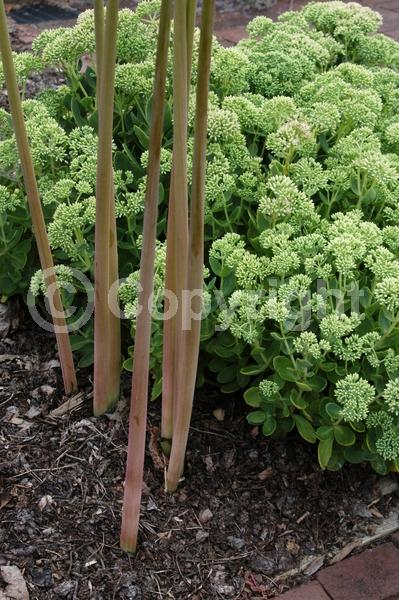 Pink blooms; Deciduous; Broadleaf