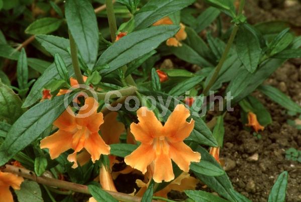 Orange blooms; Yellow blooms