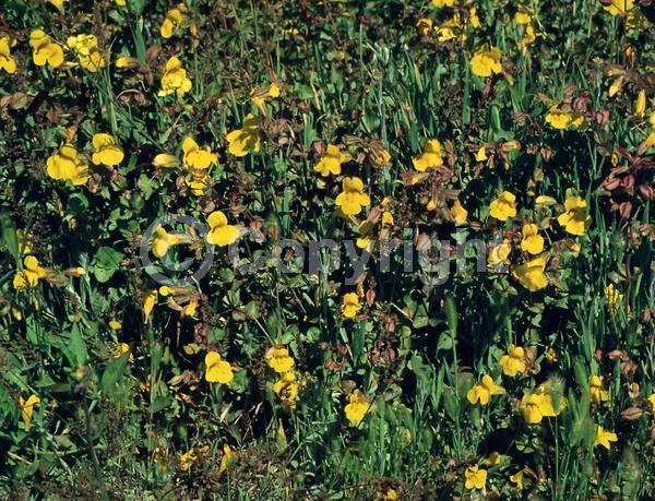 Yellow blooms; Deciduous; North American Native