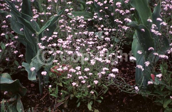 Pink blooms; Deciduous