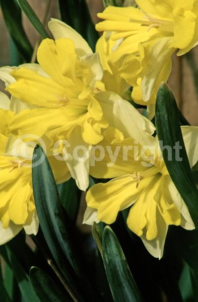 Yellow blooms; White blooms