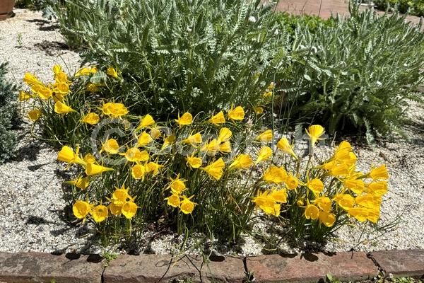 Yellow blooms; Deciduous; Broadleaf