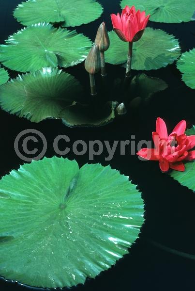 Red blooms; Deciduous