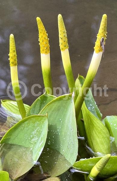 Yellow blooms; Deciduous; North American Native