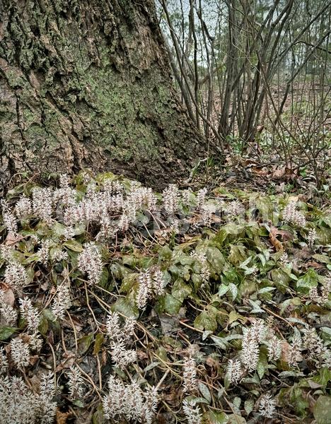 White blooms; Evergreen; Semi-evergreen; Deciduous; Broadleaf; North American Native