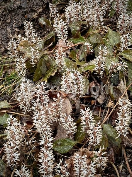 White blooms; Evergreen; Semi-evergreen; Deciduous; Broadleaf; North American Native