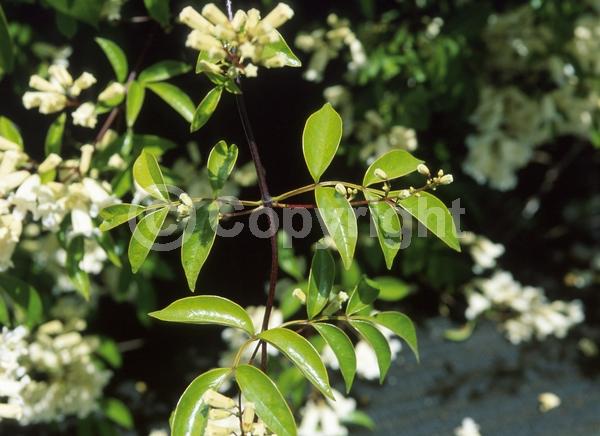 White blooms; Evergreen; Broadleaf