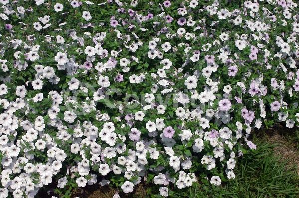 Purple blooms; White blooms; Evergreen; Broadleaf