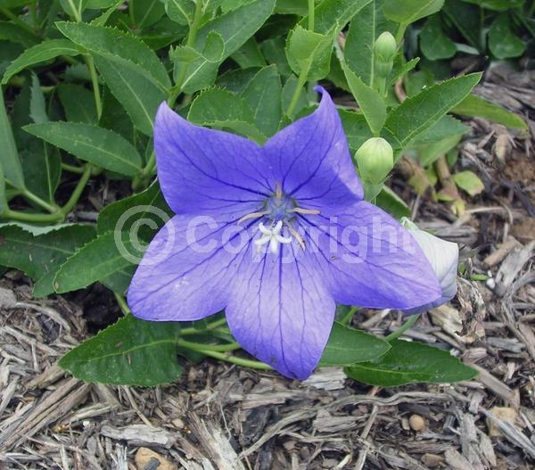 Blue blooms; Deciduous