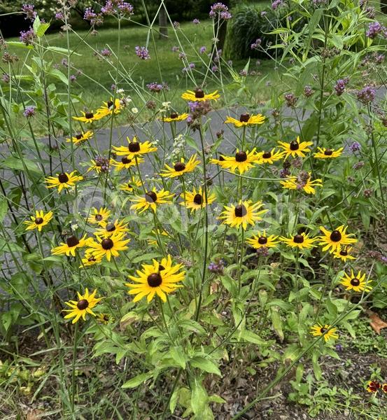 Red blooms; Orange blooms; Yellow blooms; North American Native