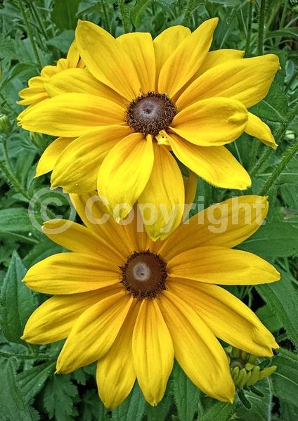 Red blooms; Orange blooms; Yellow blooms; North American Native