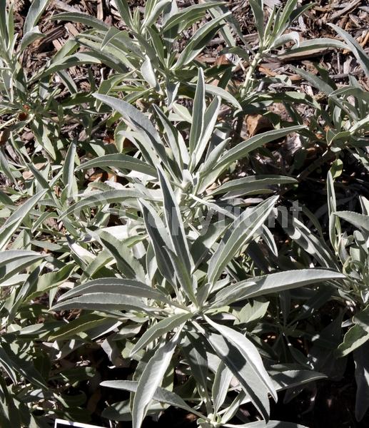 White blooms; North American Native