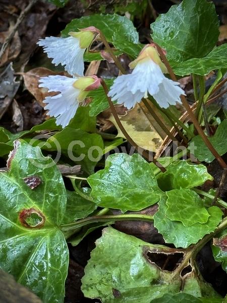 White blooms; Pink blooms; Evergreen; North American Native