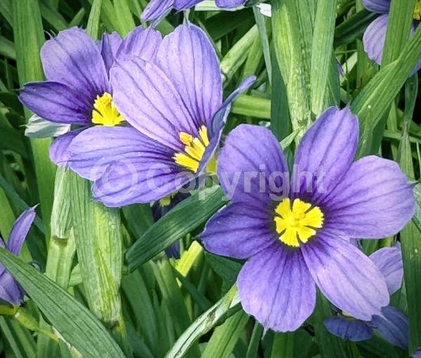 Purple blooms; Lavender blooms; North American Native