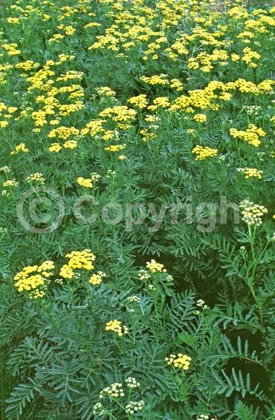 Yellow blooms