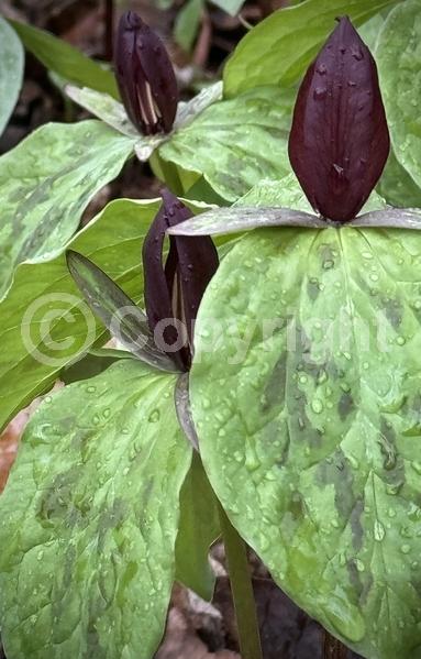 Purple blooms; North American Native