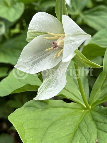 White blooms; Pink blooms; Deciduous; Broadleaf; North American Native