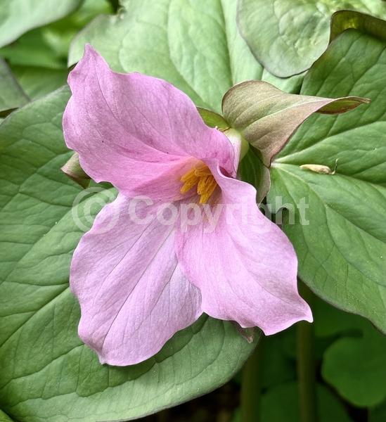 White blooms; Pink blooms; Deciduous; Broadleaf; North American Native