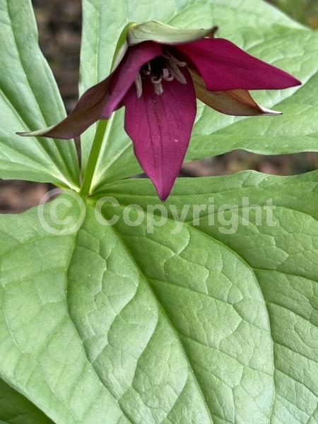 Red blooms; Deciduous; Broadleaf; North American Native