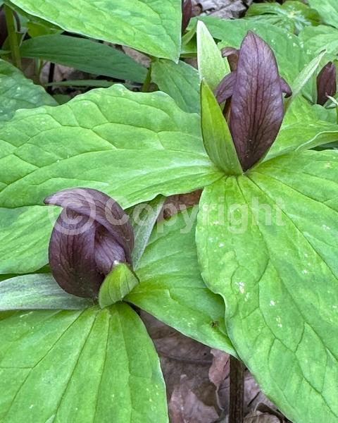 Purple blooms; North American Native