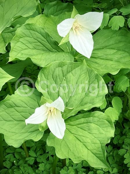 White blooms; Pink blooms; Deciduous; Broadleaf; North American Native