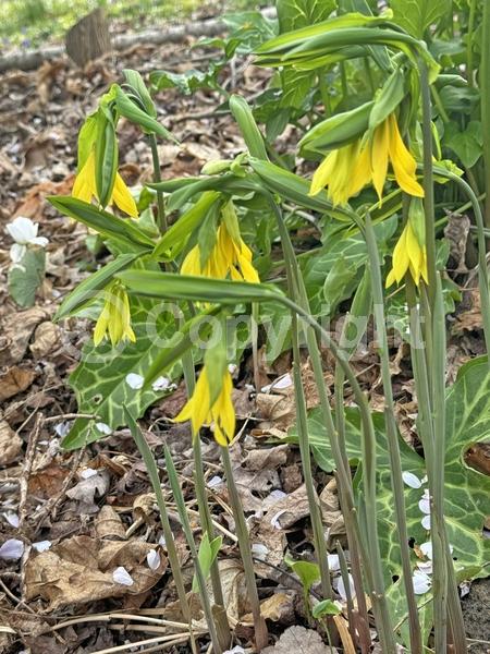 Yellow blooms; Deciduous; Broadleaf; North American Native