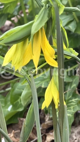 Yellow blooms; Deciduous; Broadleaf; North American Native