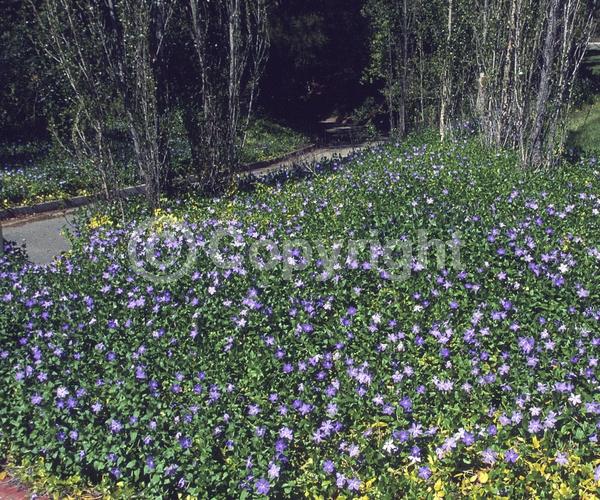 Blue blooms; Purple blooms; White blooms; Lavender blooms; Evergreen