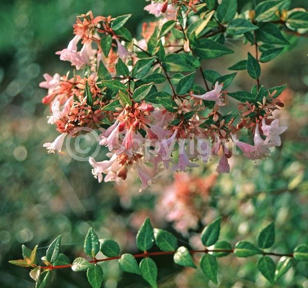 Pink blooms; Evergreen; Needles or needle-like leaf