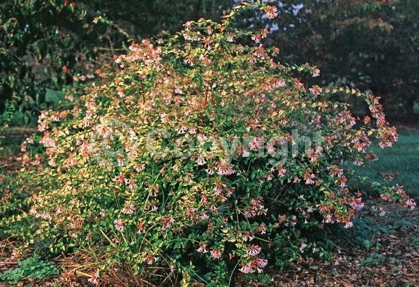 Pink blooms; Evergreen; Needles or needle-like leaf