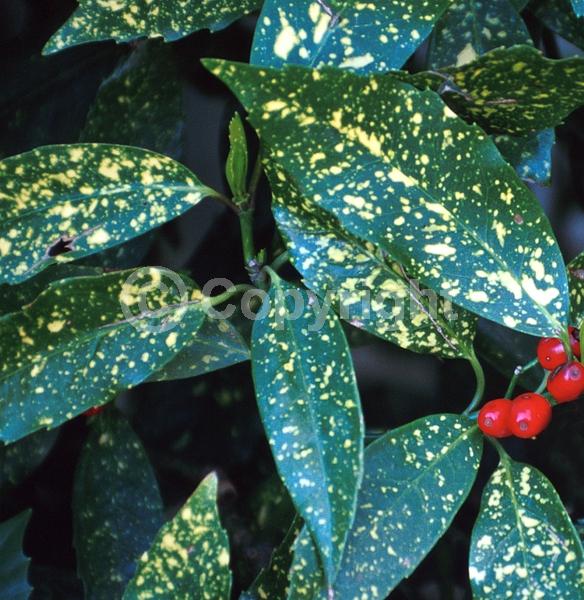 Red blooms; Evergreen; Needles or needle-like leaf