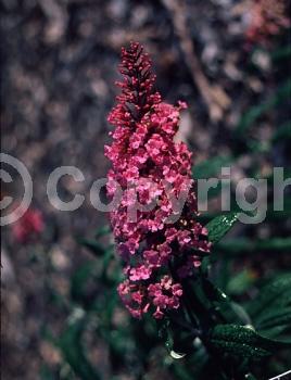 Pink blooms; Semi-evergreen; Broadleaf