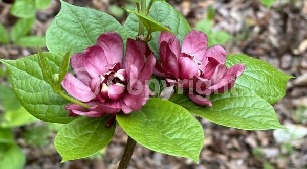 Purple blooms; Deciduous