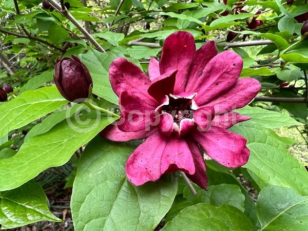 Purple blooms; Deciduous