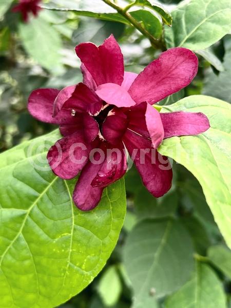 Purple blooms; Deciduous