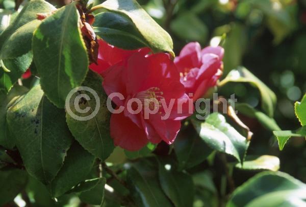 Pink blooms; Evergreen; Needles or needle-like leaf