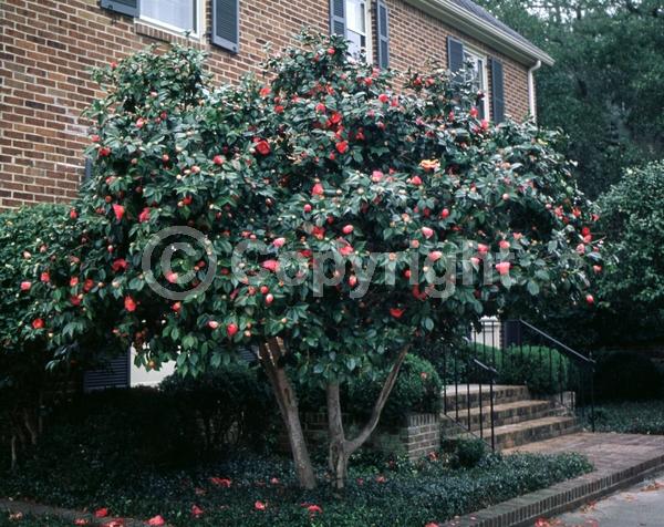 Red blooms; Orange blooms; Yellow blooms; White blooms; Pink blooms; Lavender blooms; Evergreen; Needles or needle-like leaf