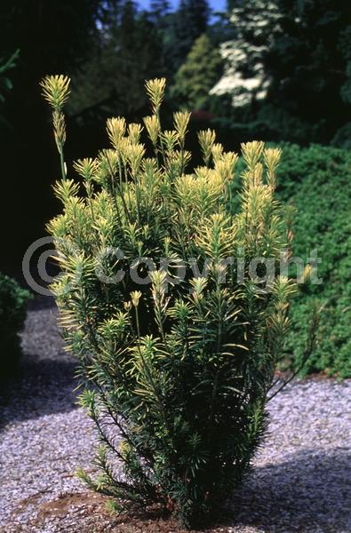 Unknown blooms; Evergreen; Needles or needle-like leaf