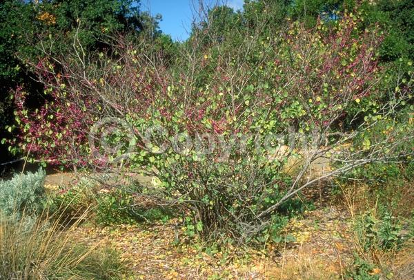 Pink blooms; Lavender blooms; Deciduous; Broadleaf; North American Native