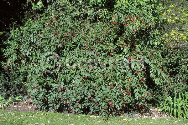 Red blooms; Purple blooms; Evergreen; Broadleaf; North American Native