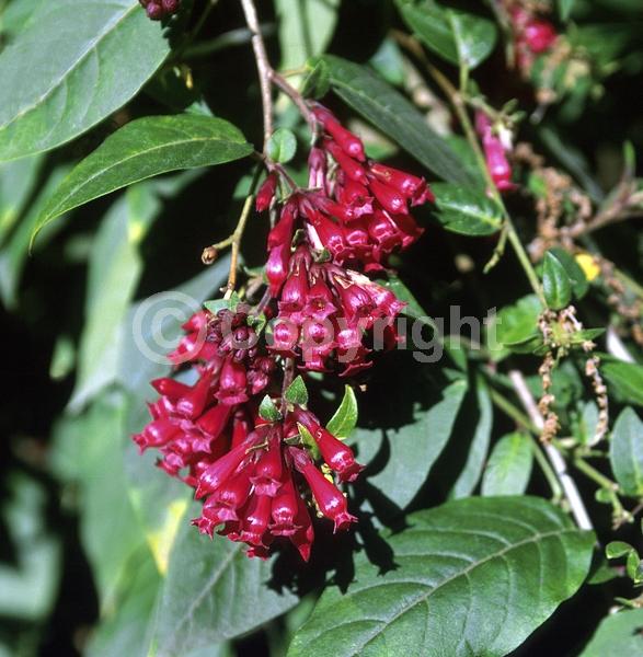 Red blooms; Purple blooms; Evergreen; Broadleaf; North American Native