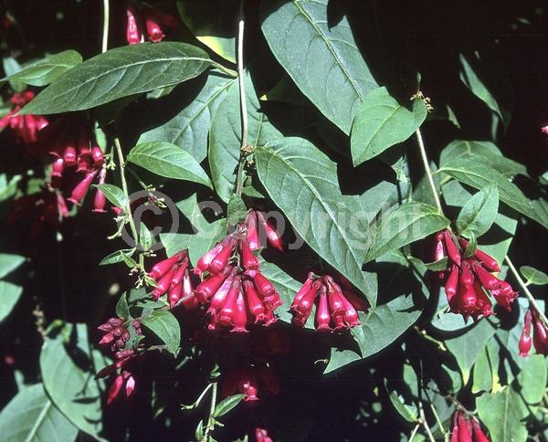 Red blooms; Purple blooms; Evergreen; Broadleaf; North American Native