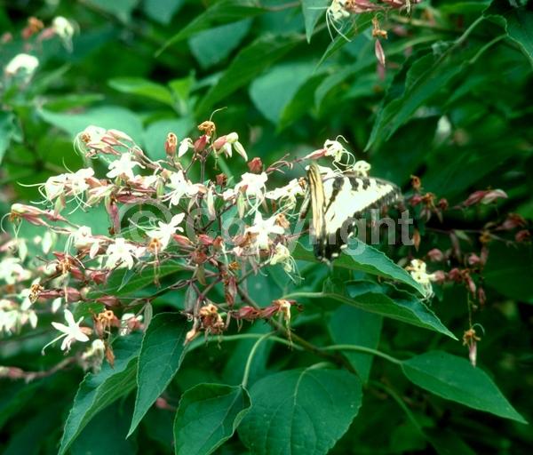 Red blooms; Deciduous; Broadleaf